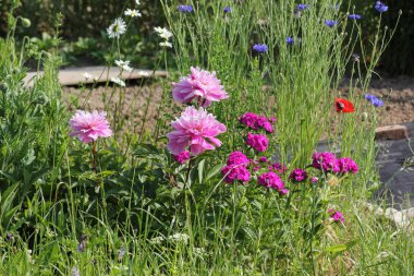 Haziran ayında Güney Almanya çok güneşli bir günde ayrıntıları ve çilek ve yeşil salata ve çitler ve Bahçıvanlık yapmanız için ihtiyacınız parçalar renkleri görmek