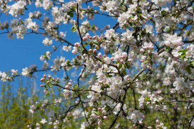 Elma ağaçlarının mevsimlik renklerle Bloom görünümü