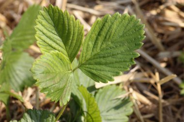 Haziran ayında Güney Almanya çok güneşli bir günde ayrıntıları ve çilek ve yeşil salata ve çitler ve Bahçıvanlık yapmanız için ihtiyacınız parçalar renkleri görmek