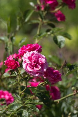 Sen görmek detayları ve çiftlik evinin Bahçe ambiente yazlık ülke çiçek renkleri harika turuncu kırmızı ve pembe ve mavi renkler ile Haziran ayında Güney Almanya çok güneşli bir günde