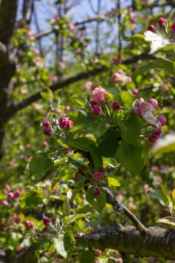 elma çiçeği masmavi gökyüzü altında tek bir ağaç üzerinde yağmur sonra güneşli bir benzersiz renkler