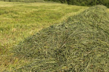 Güney Almanya'nın kırsal kırsal alan manzara yapma yaz saman