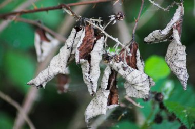 karanlık veya donuk parlak yeşil ve kahverengi karışımı birlikte yaz orman Güney Almanya'da bir karanlık kısmında renkler.
