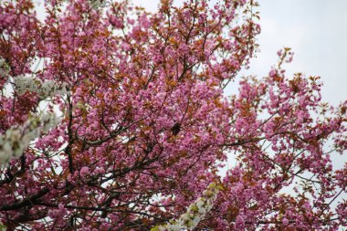 Güney Almanya ilkbaharda çok renkli ağaç çiçek ile