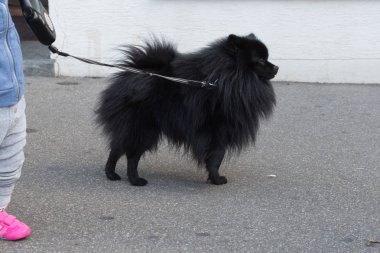 Haziran ayında Güney Almanya çok güneşli bir günde gür saçlı küçük koyu köpek görmek