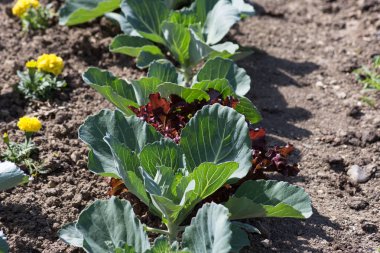 Haziran ayında Güney Almanya çok güneşli bir günde gördüğünüz sebze ve salata ve kırsal kesimde açık dünya üzerindeki çiçekler