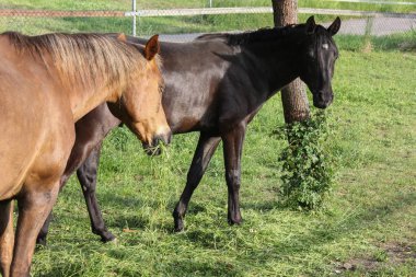 çok güneşli bir akşam Güney Almanya'da sen Tay siyah ve kahverengi renkte yaklaşık bir yaşta bir ya da iki yıl görebilir miyim