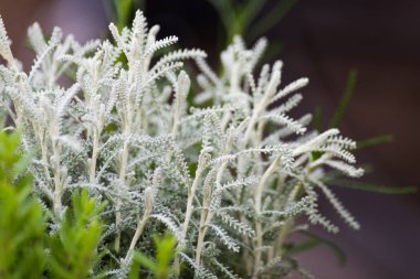 kentin güney Almanya bahar köşe yerlerde birçok bitkisel türüdür vejetaryenler için çekici bir görünüm