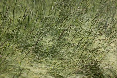 çok güneşli Güney Almanya'da sen kırpma tahıl ve tahıl büyüme yeşil renk ve mavi gökyüzü yukarıda olduğu gibi erken stadyumda bitkilerin görebilir miyim