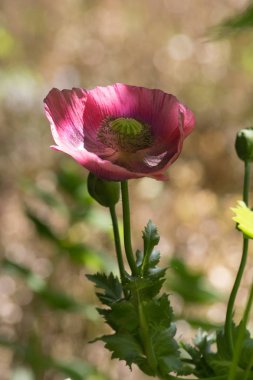 Haziran ayında Güney Almanya çok güneşli bir günde kırsal etrafında otlar ve bitkiler gölgesinden bir manastır bölgesinde Bahçe dolu ağaçları Bkz: