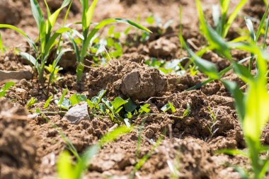 çok güneşli Güney Almanya'da sen Mısır kahverengi toprak ve mavi gökyüzü yukarıdaki bitkilerin görebilir miyim