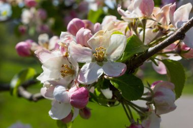 elma çiçeği masmavi gökyüzü altında tek bir ağaç üzerinde yağmur sonra güneşli bir benzersiz renkler