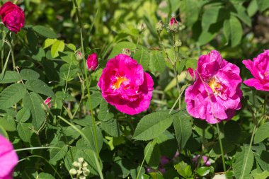 Sen görmek detayları ve çiftlik evinin Bahçe ambiente yazlık ülke çiçek renkleri harika turuncu kırmızı ve pembe ve mavi renkler ile Haziran ayında Güney Almanya çok güneşli bir günde