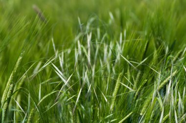 çok güneşli Güney Almanya'da sen kırpma tahıl ve tahıl büyüme yeşil renk ve mavi gökyüzü yukarıda olduğu gibi erken stadyumda bitkilerin görebilir miyim
