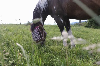 sonu Güney Almanya çok sıcak sıcaklık taze yeşil ot ve horizone, closeup melek manzaralı mavi gökyüzü zevk at izin verebilirim