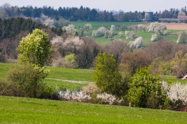 Güney Alman kırsal kesimde taze çiçek açan ağaçlar.
