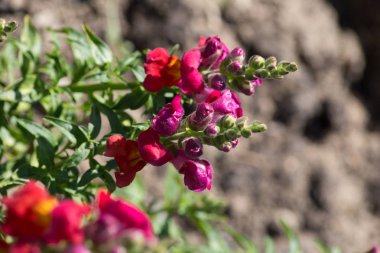 Sen görmek detayları ve çiftlik evinin Bahçe ambiente yazlık ülke çiçek renkleri harika turuncu kırmızı ve pembe ve mavi renkler ile Haziran ayında Güney Almanya çok güneşli bir günde