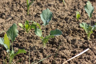 Haziran ayında Güney Almanya çok güneşli bir günde ayrıntıları ve çilek ve yeşil salata ve çitler ve Bahçıvanlık yapmanız için ihtiyacınız parçalar renkleri görmek