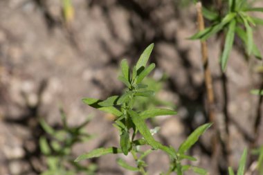 Haziran ayında Güney Almanya çok güneşli bir günde kırsal etrafında otlar ve bitkiler gölgesinden bir manastır bölgesinde Bahçe dolu ağaçları Bkz: