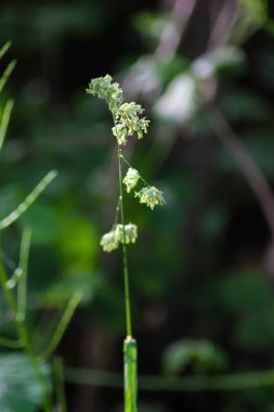 karanlık veya donuk parlak yeşil ve kahverengi karışımı birlikte yaz orman Güney Almanya'da bir karanlık kısmında renkler.