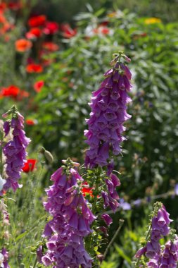 Sen görmek detayları ve çiftlik evinin Bahçe ambiente yazlık ülke çiçek renkleri harika turuncu kırmızı ve pembe ve mavi renkler ile Haziran ayında Güney Almanya çok güneşli bir günde