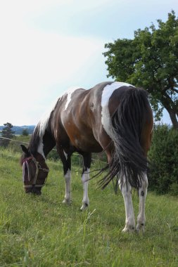 sonu Güney Almanya çok sıcak sıcaklık taze yeşil çim ve geniş melek Oda horizone, mavi gökyüzü zevk at izin verebilirim
