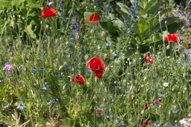 Sen görmek detayları ve çiftlik evinin Bahçe ambiente yazlık ülke çiçek renkleri harika turuncu kırmızı ve pembe ve mavi renkler ile Haziran ayında Güney Almanya çok güneşli bir günde