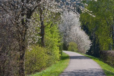 Güney Alman kırsal kesimde taze çiçek açan ağaçlar.