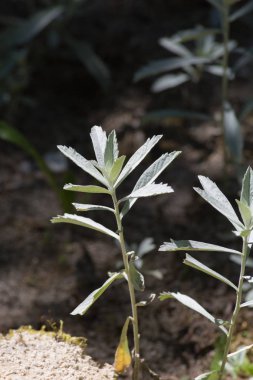 Haziran ayında Güney Almanya çok güneşli bir günde kırsal etrafında otlar ve bitkiler gölgesinden bir manastır bölgesinde Bahçe dolu ağaçları Bkz: