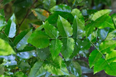 Haziran ayında Güney Almanya çok güneşli bir günde kırsal etrafında otlar ve bitkiler gölgesinden bir manastır bölgesinde Bahçe dolu ağaçları Bkz: