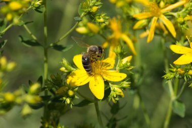 Sen görmek meşgul arı ve yazlık ülke çiftlik evinin Bahçe ambiyans çiçeklenir renkleri harika turuncu kırmızı ve pembe ve mavi renkler ile Haziran ayında Güney Almanya çok güneşli bir günde