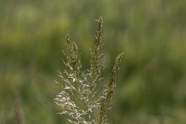 çok güneşli Güney Almanya'da sen kırpma tahıl ve tahıl büyüme yeşil renk ve mavi gökyüzü yukarıda olduğu gibi erken stadyumda bitkilerin görebilir miyim