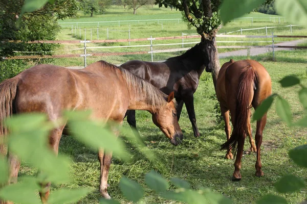 Дуже Сонячно Вечір Може Південній Німеччині Бачите Foals Чорний Коричневий — стокове фото