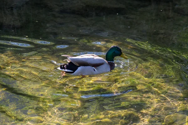 clear water and bright sunshine make swimming fun for beautiful ducks