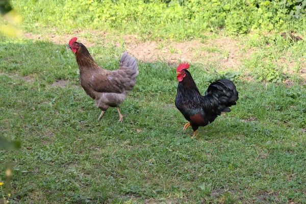 Very Sunny Day May South Germany You See Chickens Male — Stock Photo, Image