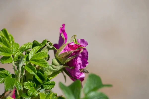 Velmi Slunečného Dne Může Jižním Německu Vidíte Květ Hibiskus Silným — Stock fotografie