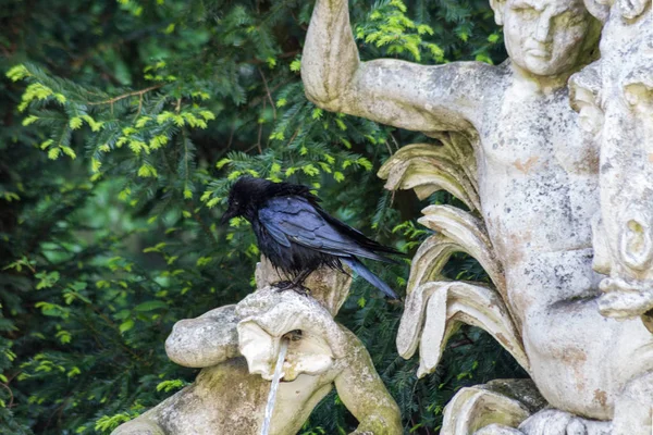 Pássaro Preto Parque Alemão Sul Goza Água Doce Chuva Antes — Fotografia de Stock