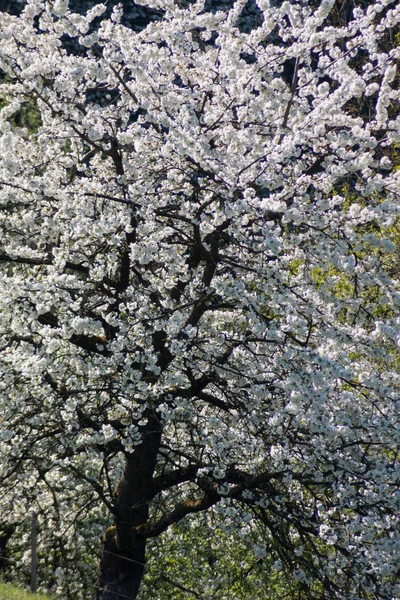 Čerstvé Kvetoucí Stromy Jižní Německým Venkově — Stock fotografie