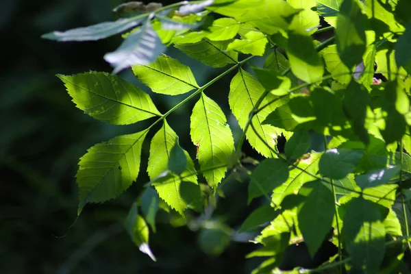 Mixture Bright Dark Dull Green Brown Colors Together Dark Part — Stock Photo, Image