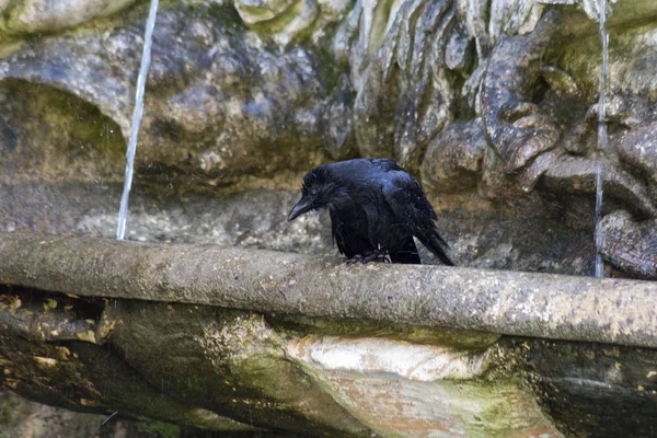 Pássaro Preto Parque Alemão Sul Goza Água Doce Chuva Antes — Fotografia de Stock