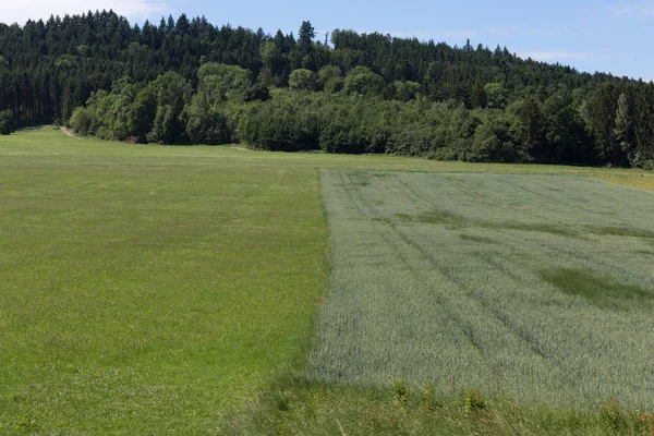 Einem Sehr Sonnigen Junitag Süddeutschland Sieht Man Grasmais Und Pflanzen — Stockfoto
