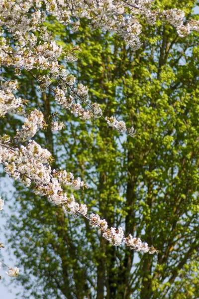 Bianco Verde Vista Fioritura Alberi Mele Sfondo Cielo Blu — Foto Stock