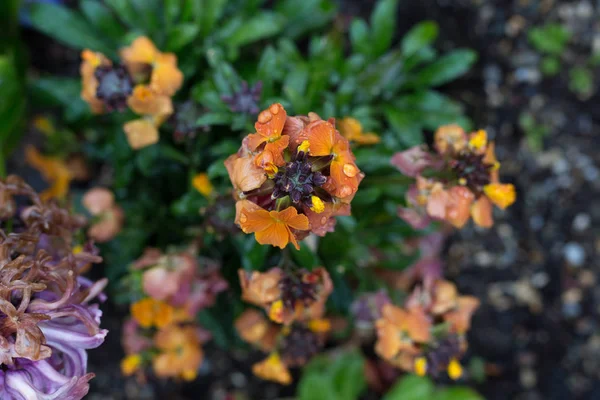 Parque Rokoko Sur Alemania Vista Día Lluvioso Las Flores Que — Foto de Stock