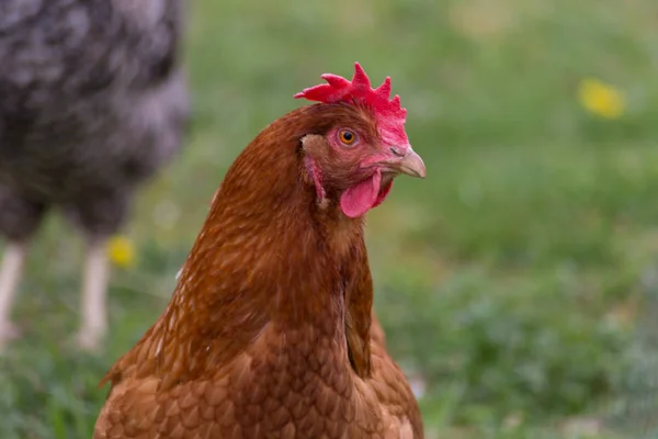 Цыплята Пасутся Зеленой Лужайке Юге Германии — стоковое фото