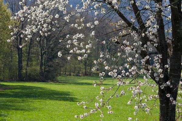 Bahar Beyaz Çiçek Açan Elma Ağaçlarında — Stok fotoğraf