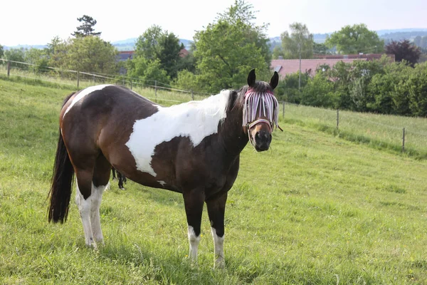 Ultimo Kan Zuid Duitsland Erg Warm Temperatuur Laten Paard Genieten — Stockfoto