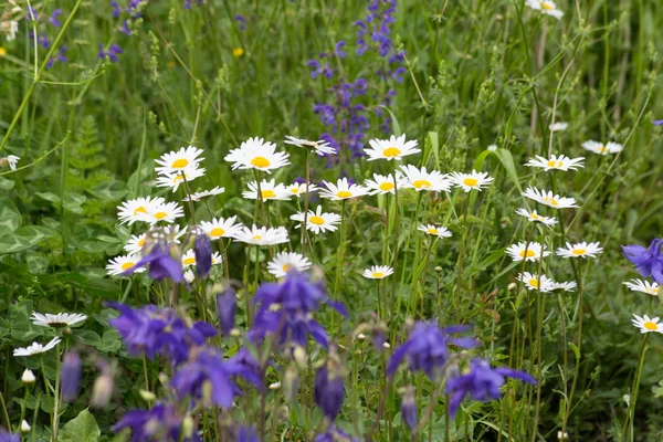 Luftigen Sommer Einer Historischen Stadt Süddeutschland Bunte Blumen Garten Outdoor — Stockfoto