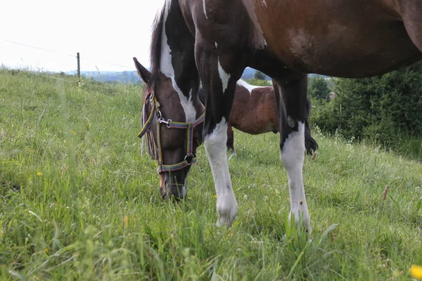 Final Mayo Sur Alemania Temperatura Muy Caliente Dejar Que Caballo —  Fotos de Stock