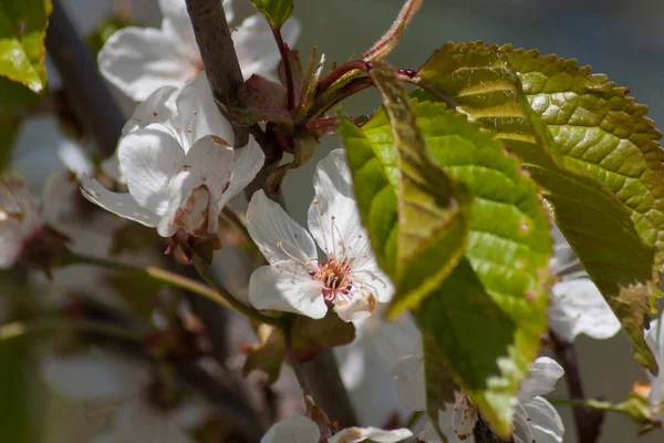 Білі Квітучі Яблуні Навесні — стокове фото
