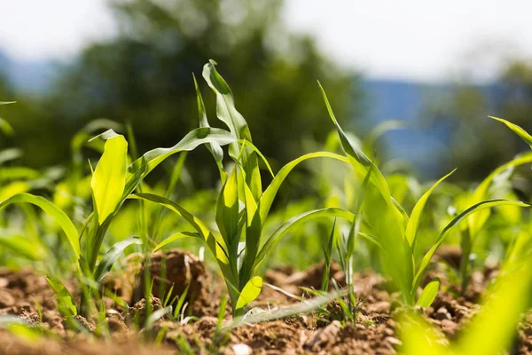 Día Muy Soleado Mayo Sur Alemania Ven Plantas Maíz Tierra —  Fotos de Stock